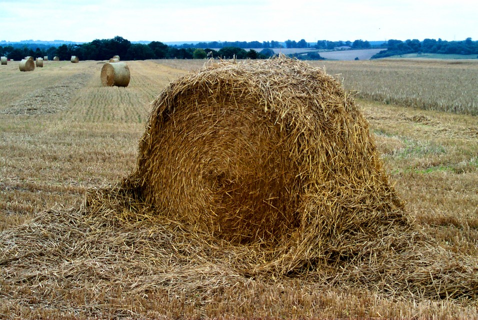 Fields of Gold