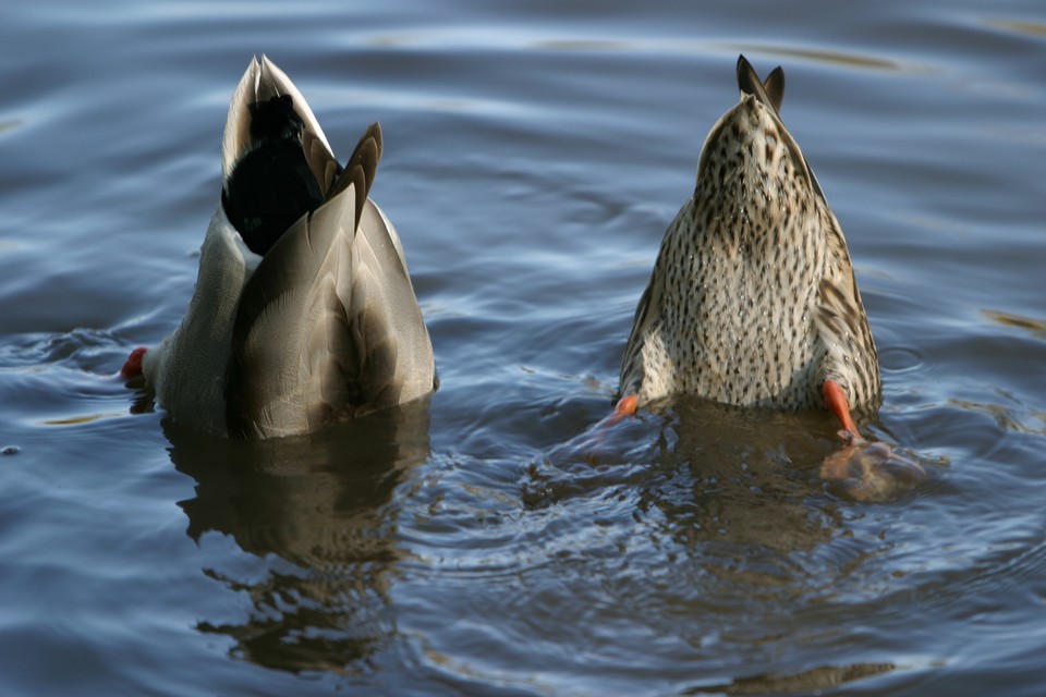 Bottoms Up!