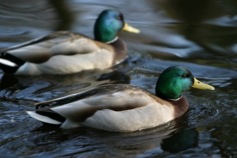 Duckies Swimming in the Pond