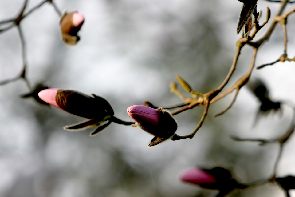 Open to Me, Pink Magnolia