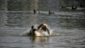 Bathtime at the Lagoon I