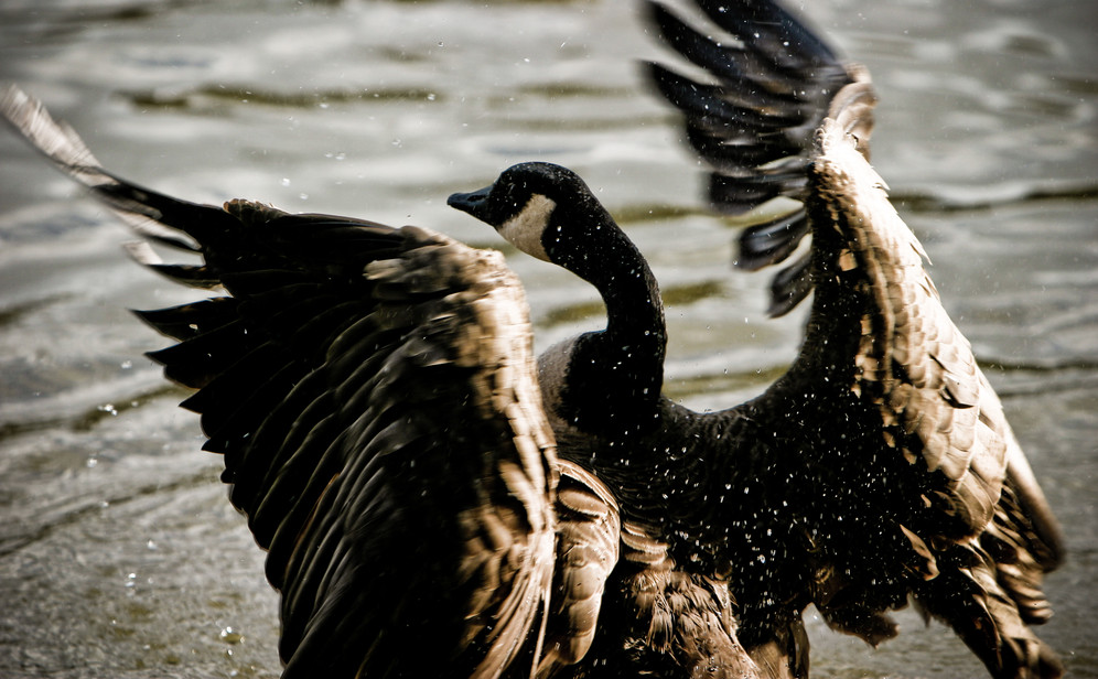 Stop-Motion Goose