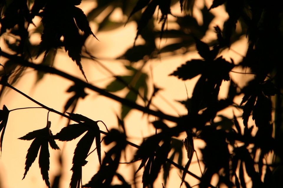 Nighttime Silhouette