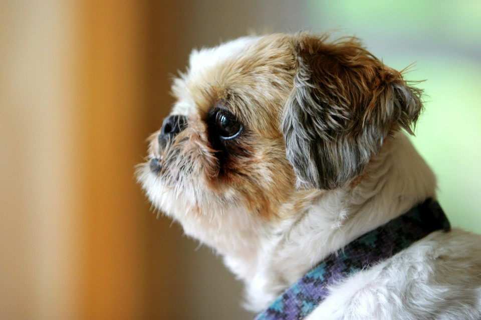 Profiled Shih Tsu