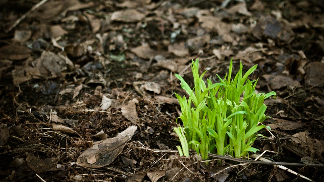 Let the Sprouting Begin