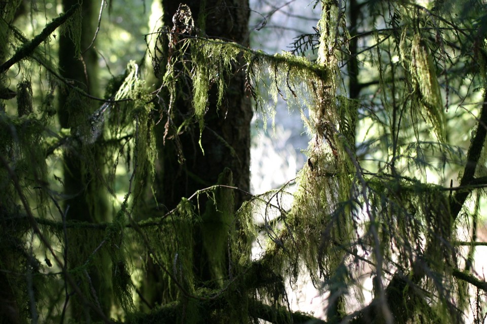 Shaggy Trees