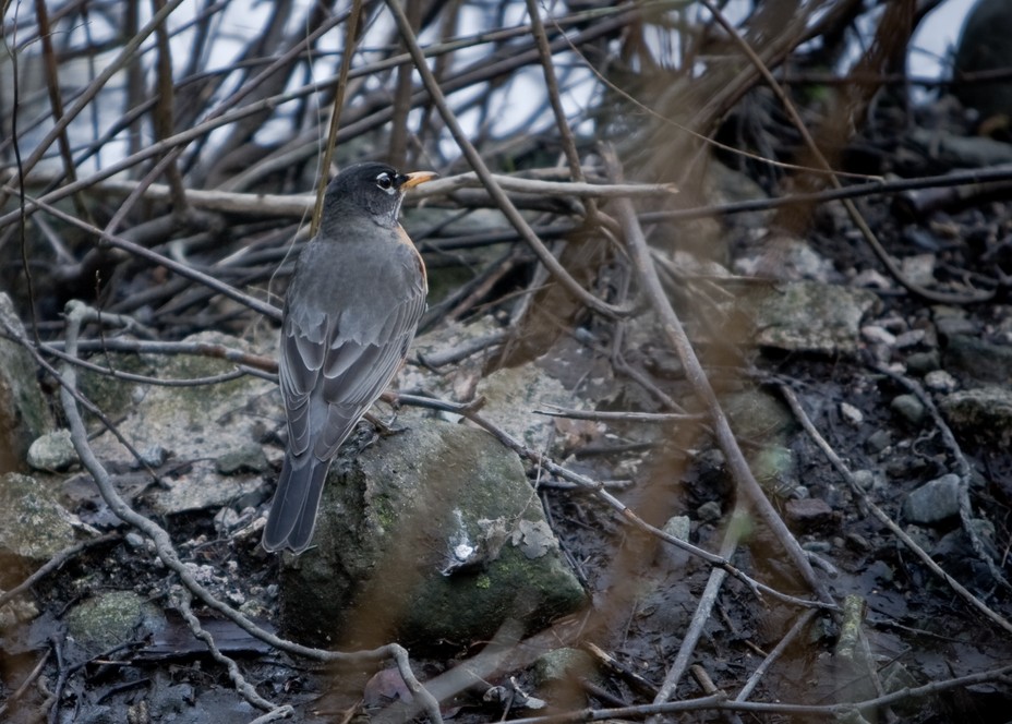 Bird In The Brush