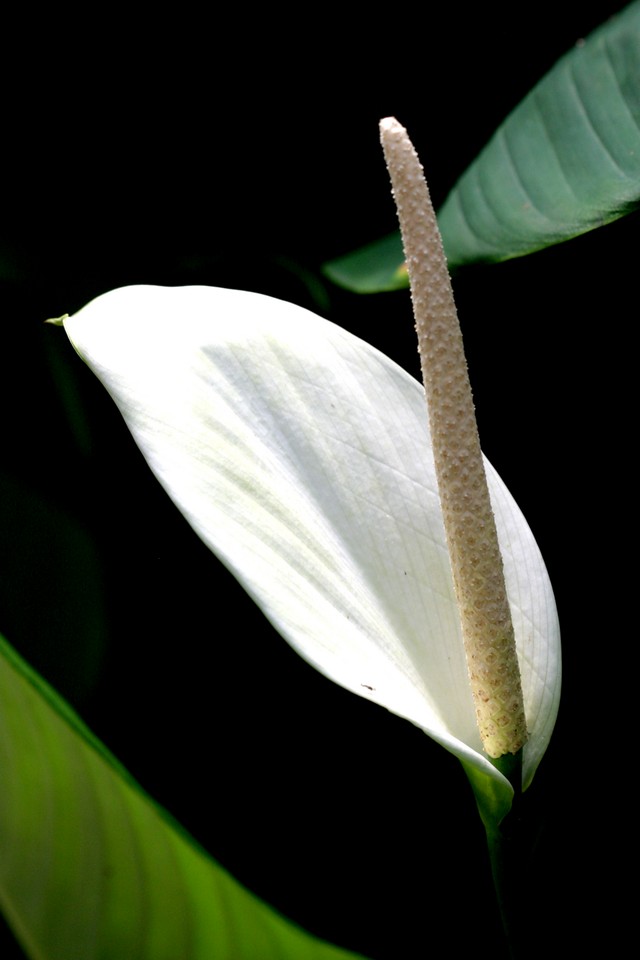 White Anthurium