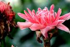 Pink Torch Ginger