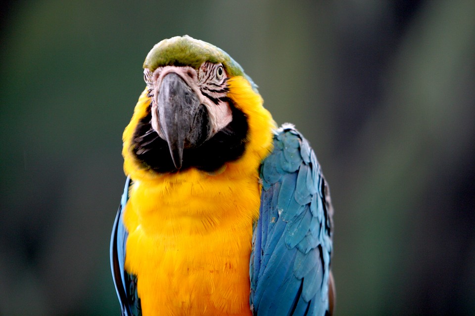 Macaw