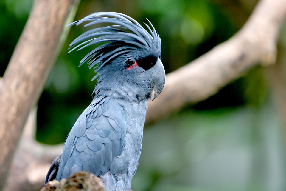 Palm Cockatoo