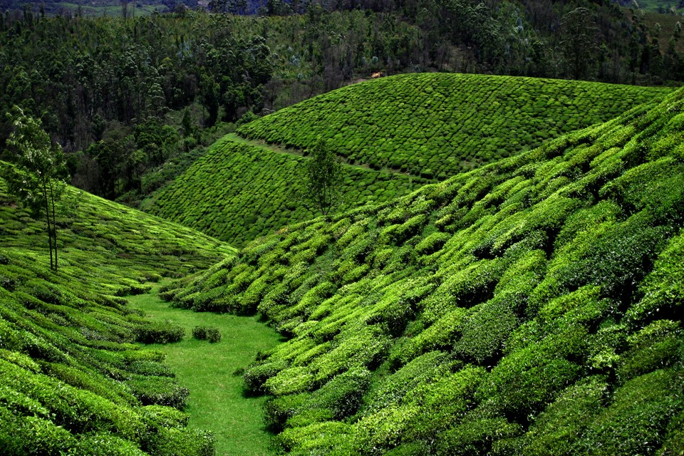 More Fields of Tea