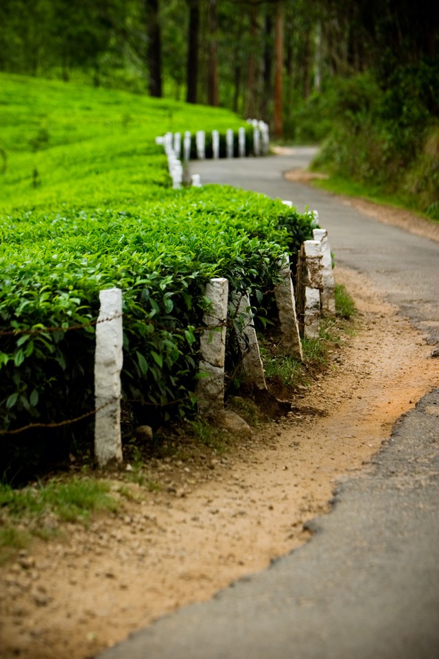 The Weathered Road