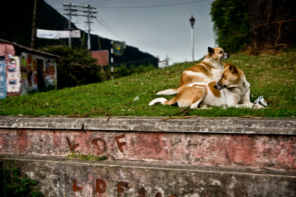 A Pair of Dogs