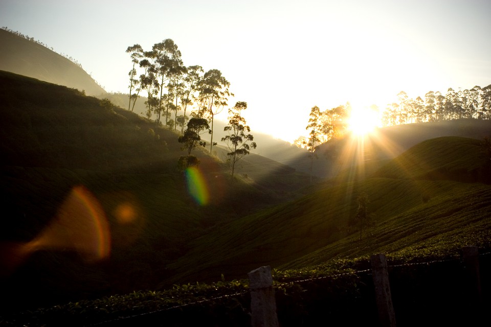 Tea Plantation Sunrise