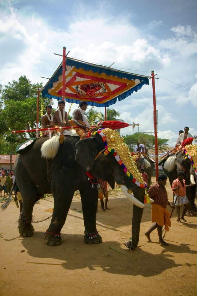 Elephant Parade