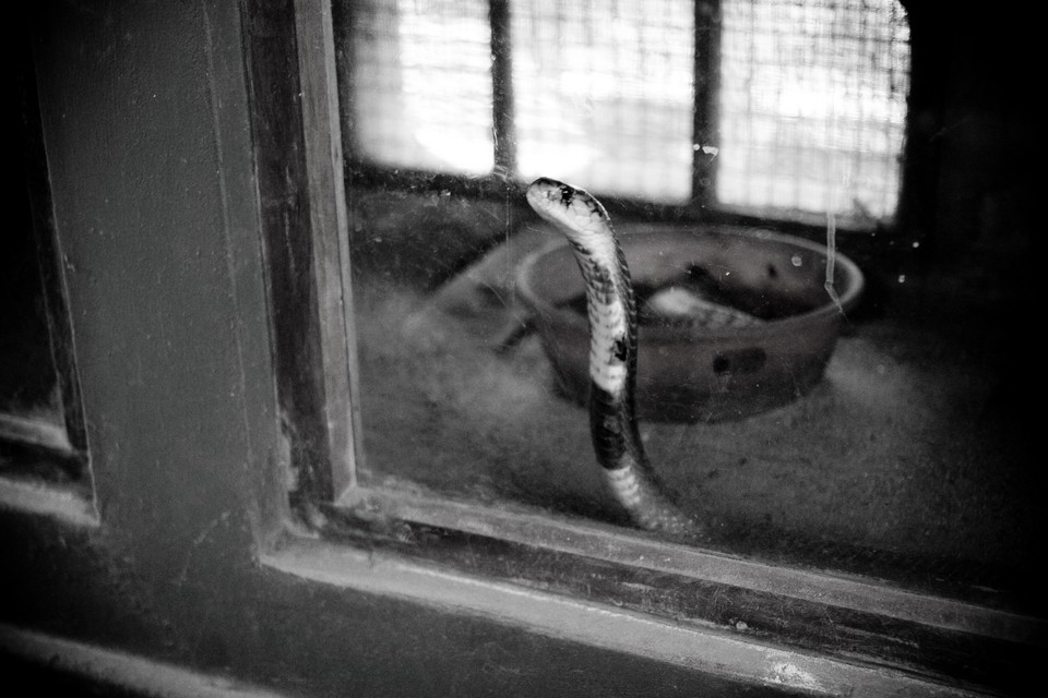 A Snake on a Pane