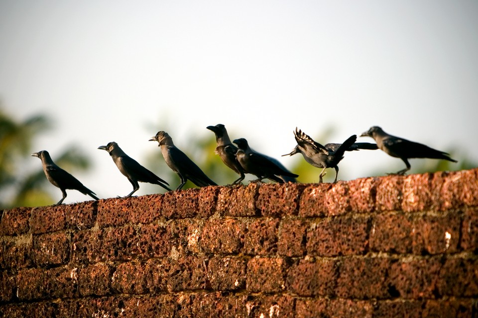 Crows at Fort Bekal