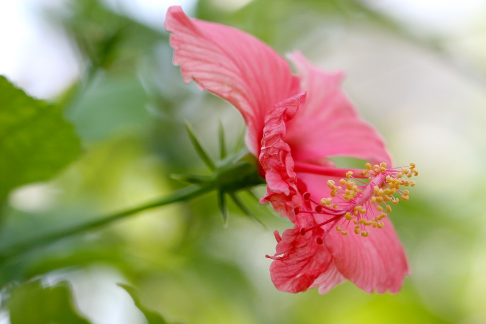 Bent Hibiscus