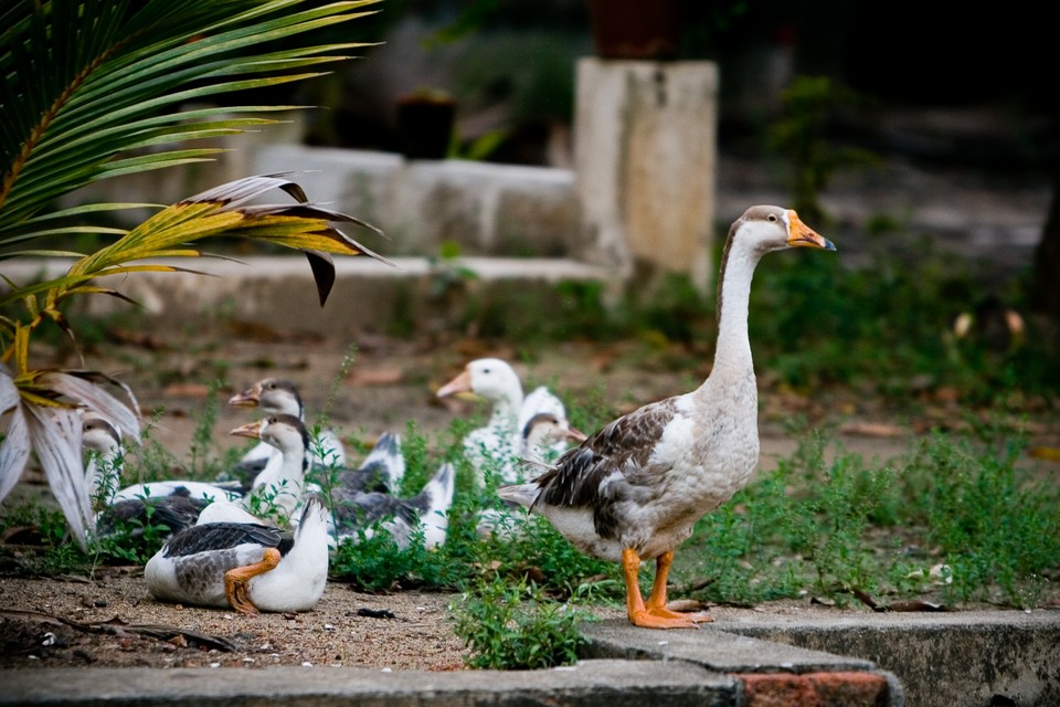 Head of the Geese