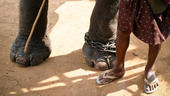 The Feet of a Man and His Elephant