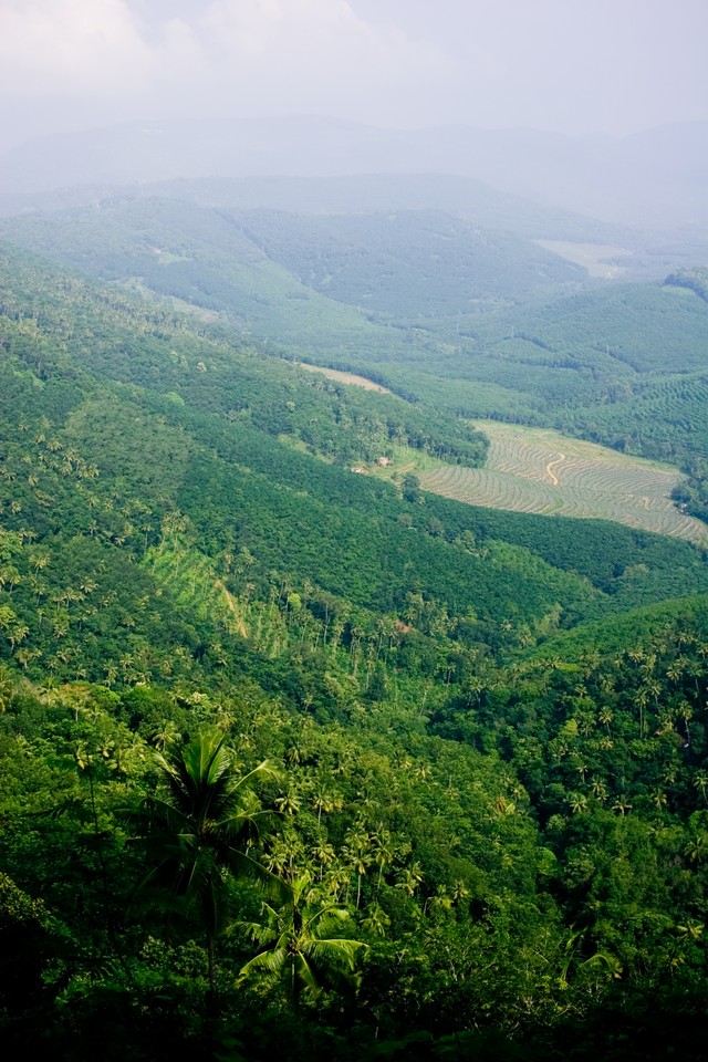 Palms of Idukki