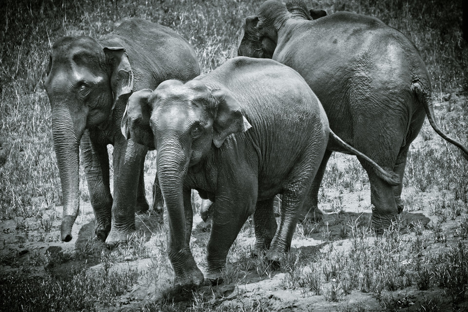 Three Elephants