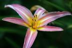 Soft Focus Lily