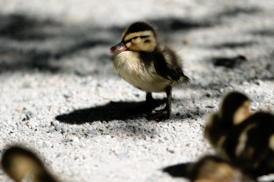 First Steps