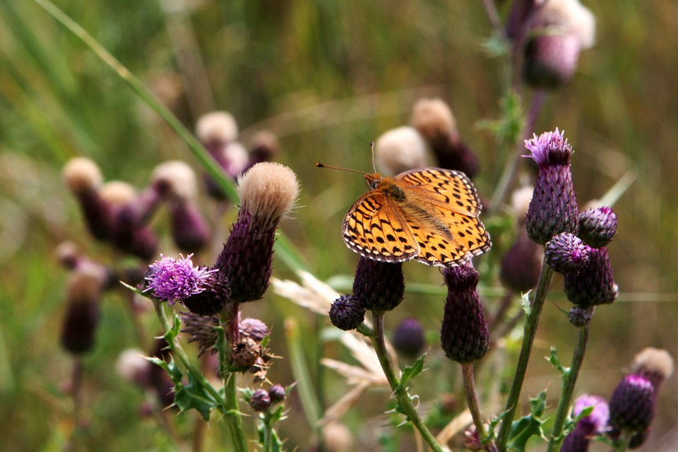 Butterfly Life