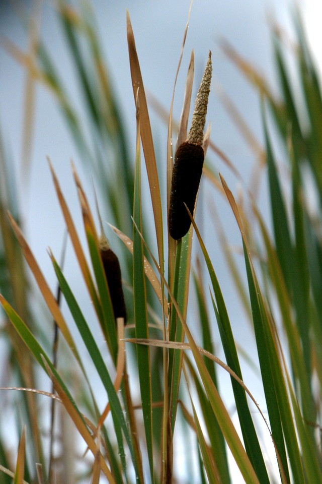 Pussy Willow