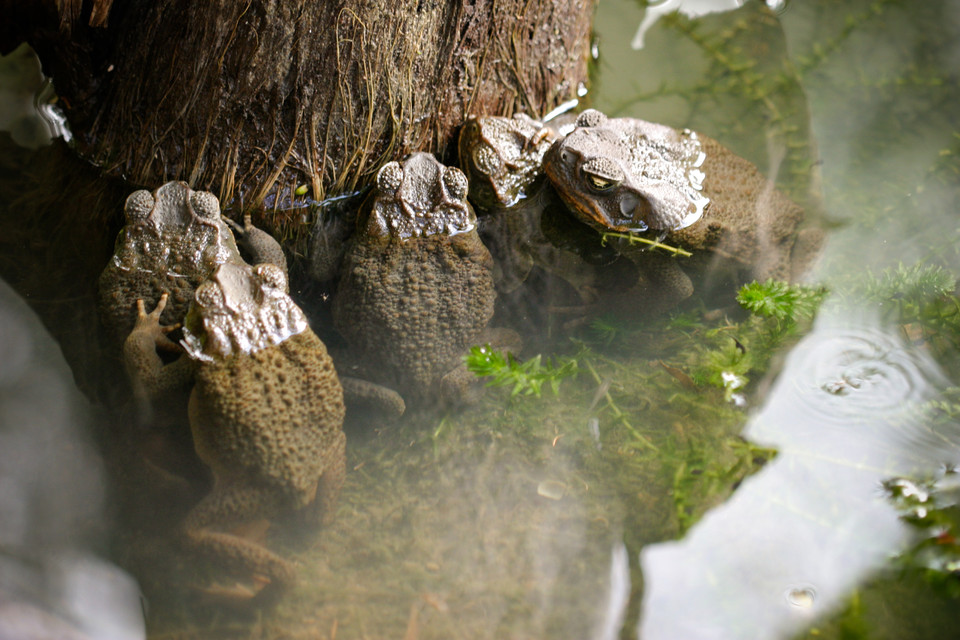 Froggy Back Massage