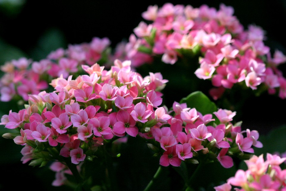 Pink Kalanchoe