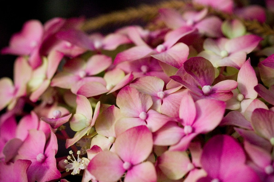 Pink Hydrangea