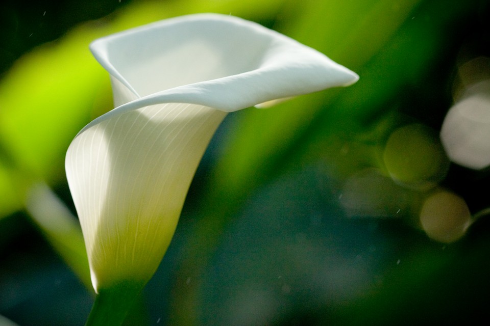 For My Favorite Ladies