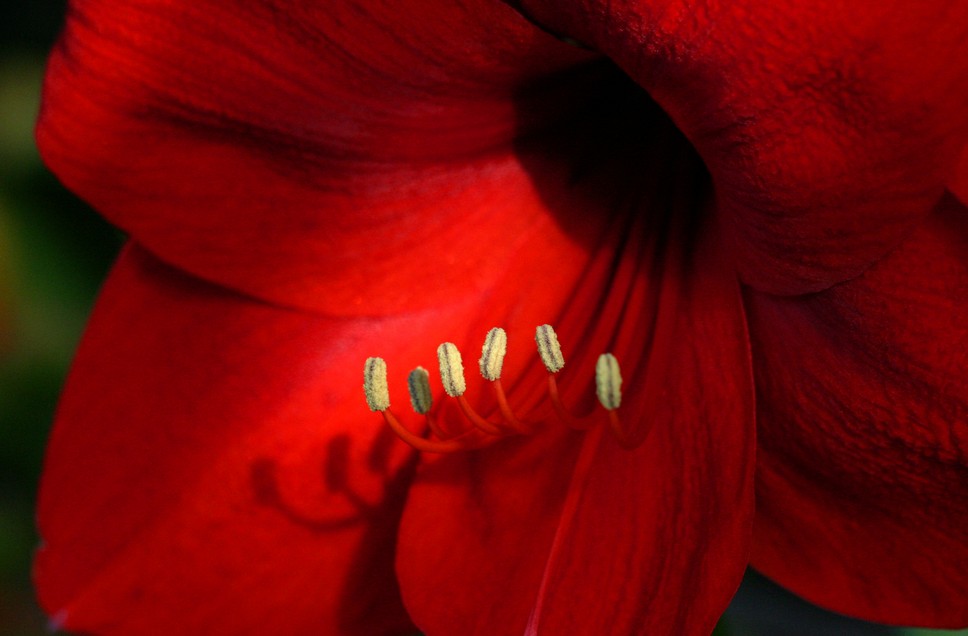 Red Lily