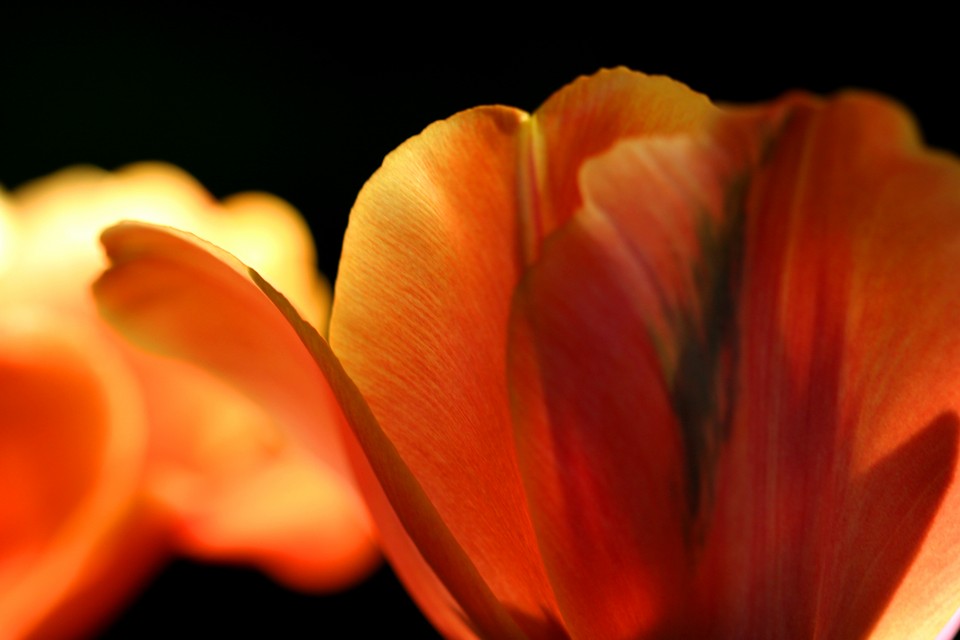 Tulip