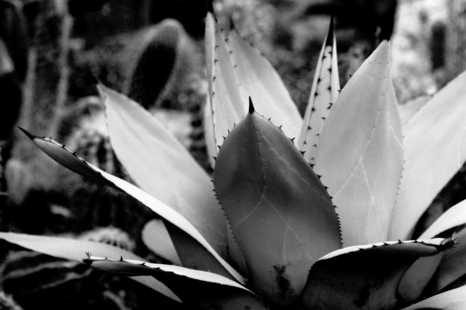 Prickly Plant