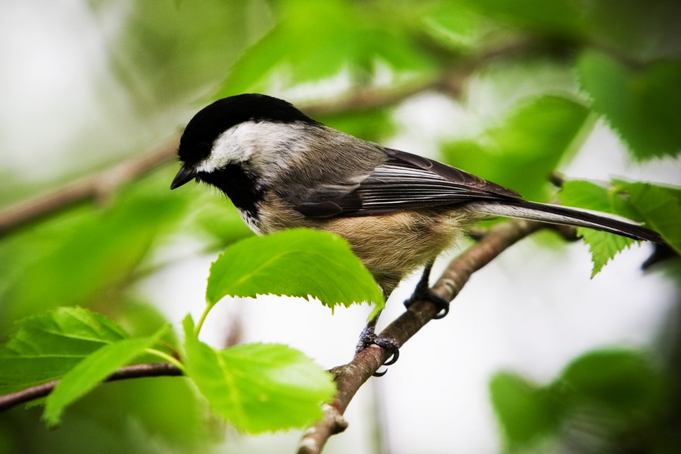 Chickadee in a Tree