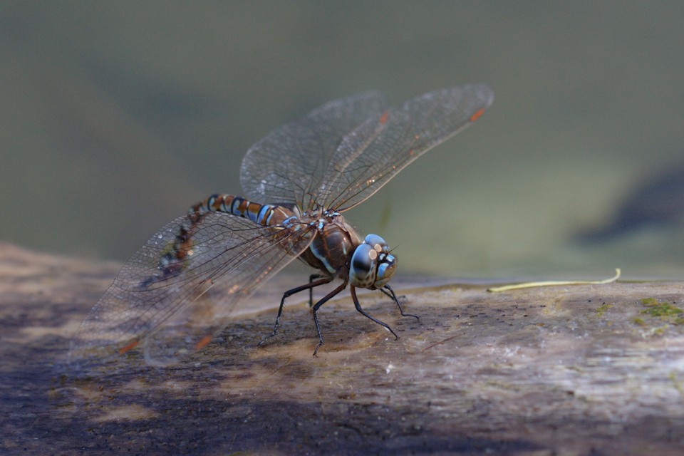 Dragonfly Standing By