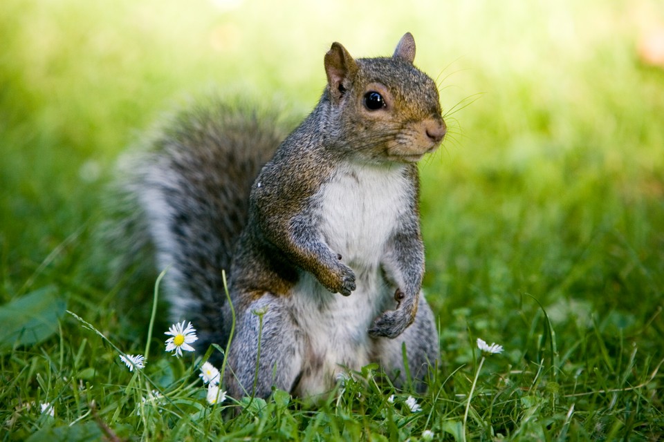 Photogenic Mr Squirrel