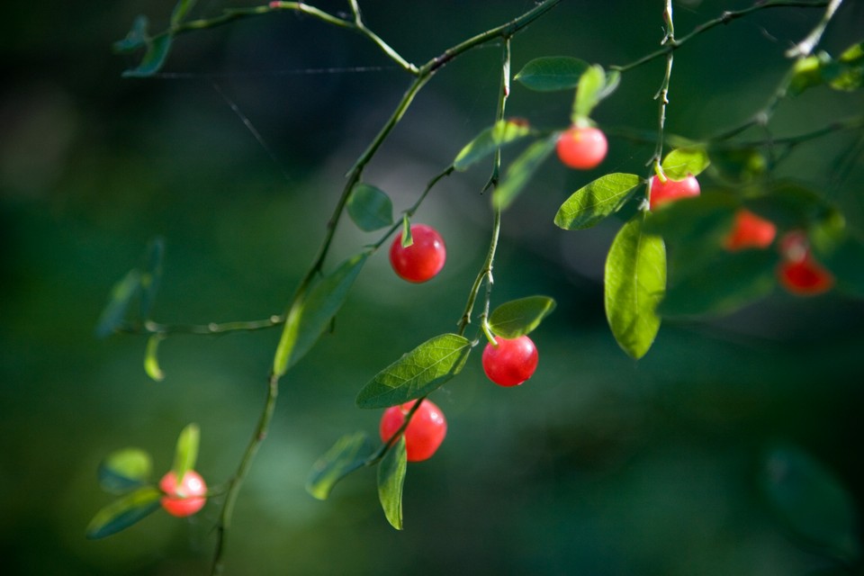 Salmon Berries