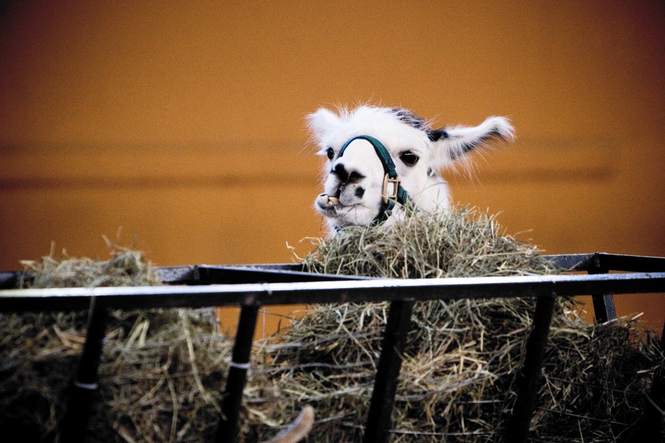 It's Llama Feeding Time!