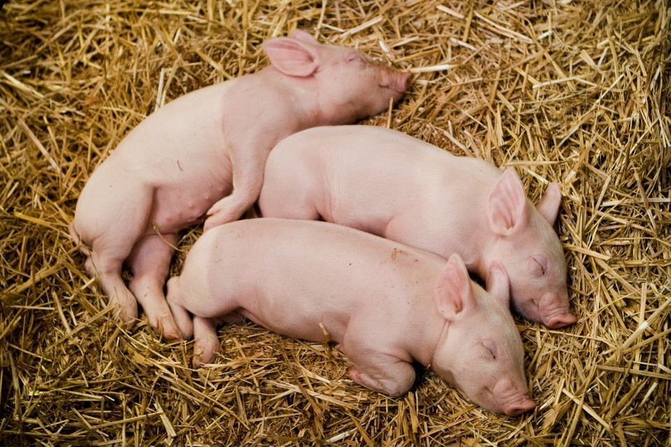 The Three Little Piggies