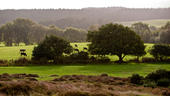 English Meadows Grazed Upon