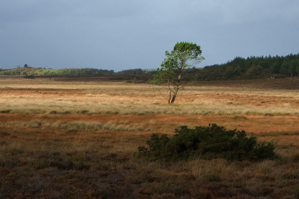 Dorset Heaths