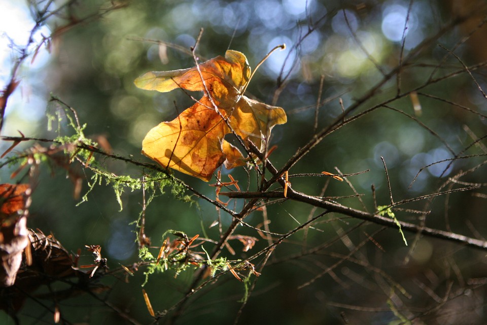 Lonely Leaf Caught in a Tree