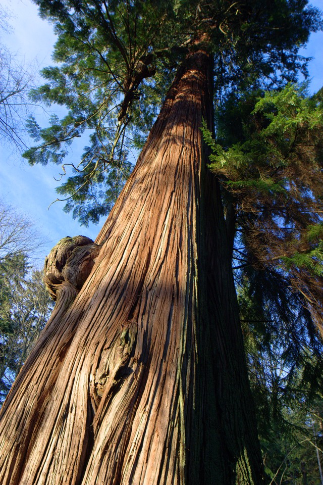 Giant of the Forest