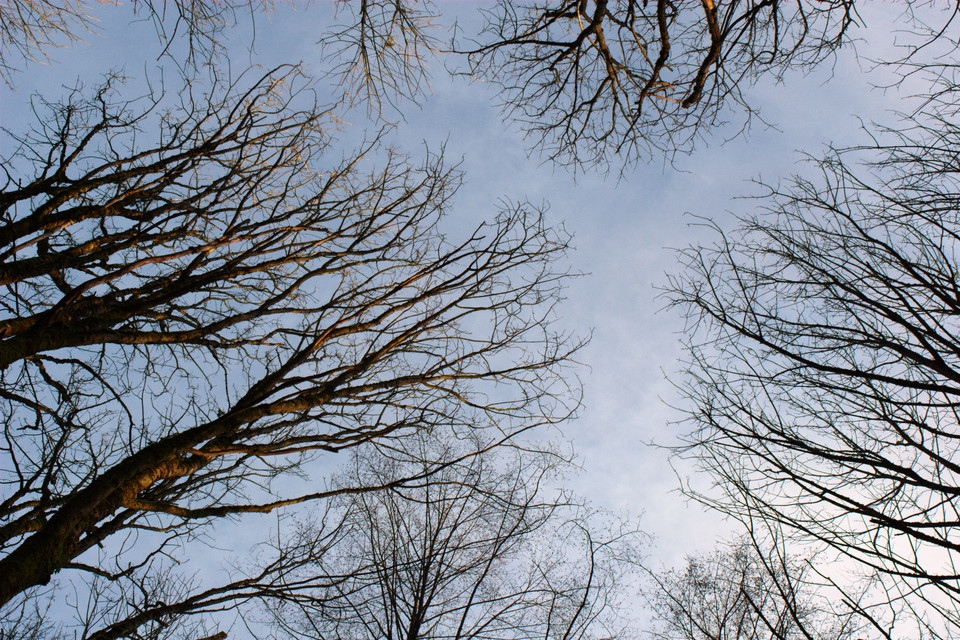 Skyward Trees