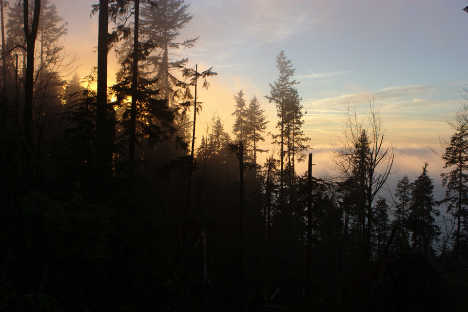 Winter Fog in Stanley Park